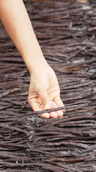 Grade A Vanilla Beans 17-20cm